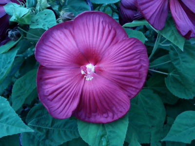 [A single fully-open purple bloom with six overlapping petals. Each petal has striations from the center to the outer edge as if it was pleated and the pleats are opening. The center of the bloom is white with a long purple piece protruding from the center.]